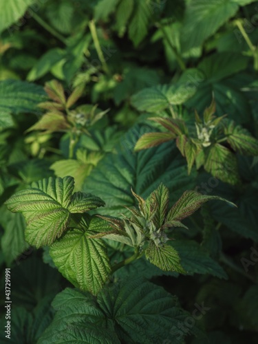 Raspberry bushes in spring
