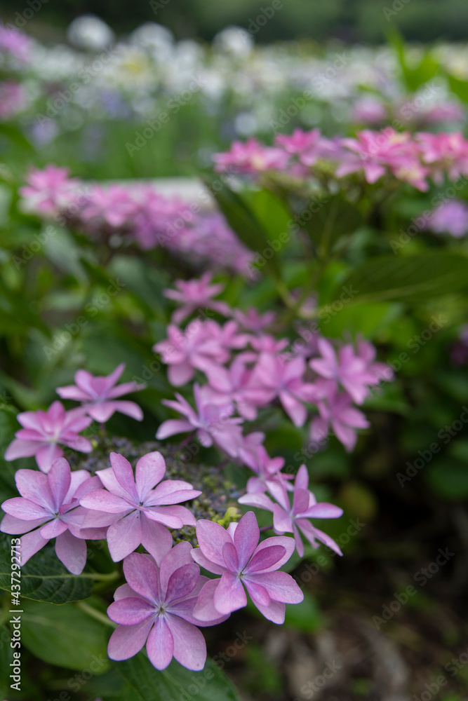 6月の花
6月の花