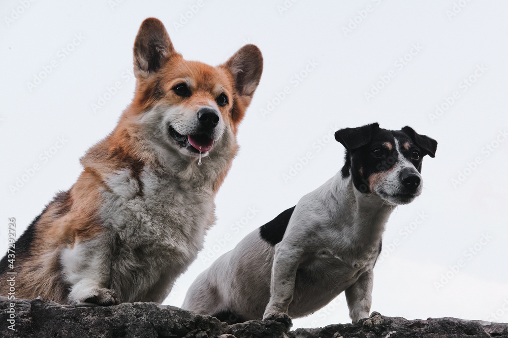 Pembroke Tricolor Welsh Corgi and black and white smooth haired Jack Russell Terrier sit side by side and stare intently at each other. Two small purebred dogs against sky.