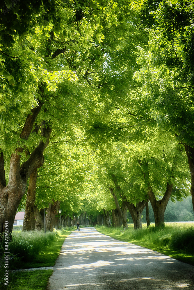 Beautiful summer alley flanked by linden trees