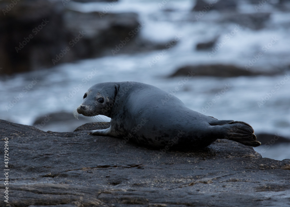Naklejka premium Grey Seals on the rocks of St Marys Island, Whitley Bay on the North East coast of England UK.