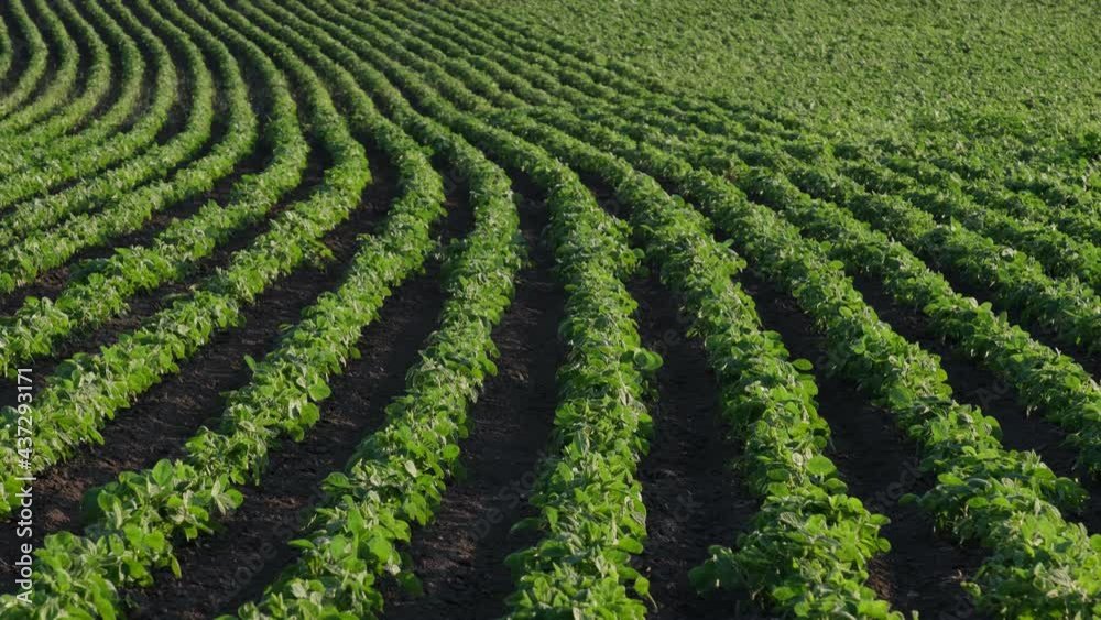 Agriculture, green cultivated soybean plants in field, spring time, selective focus Agriculture, green cultivated soybean plants in field, spring time, selective focus