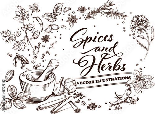 Spices and herbs falling in mortar, vector hand-drawn illustrations