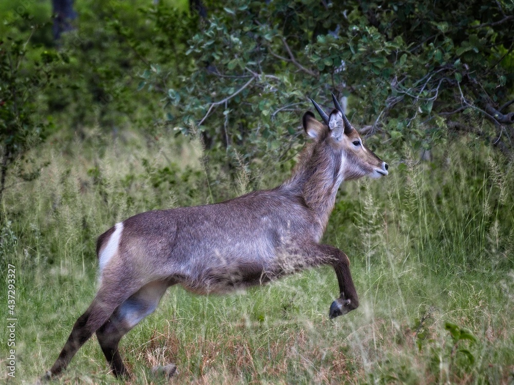 antelope kudu in African safari antelope kudu in African safari