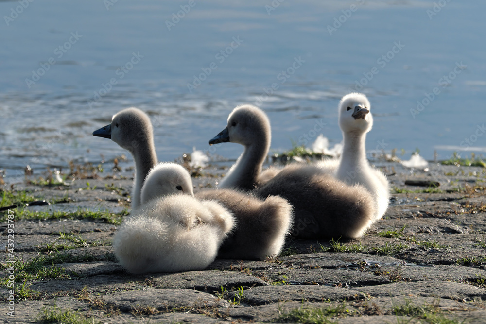 4 flauschige junge Schwäne auf Pflastersteinen am Flussufer - Stockfoto 4 flauschige junge Schwäne auf Pflastersteinen am Flussufer - Stockfoto