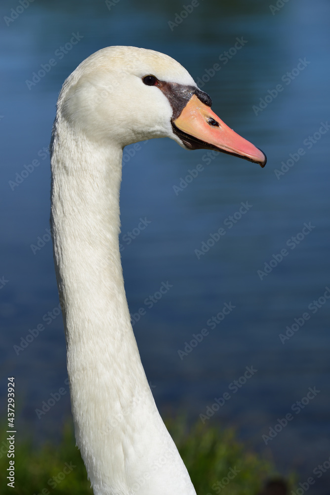 Obraz premium Close up of the head and neck of a white swan in front of blue water, in portrait format