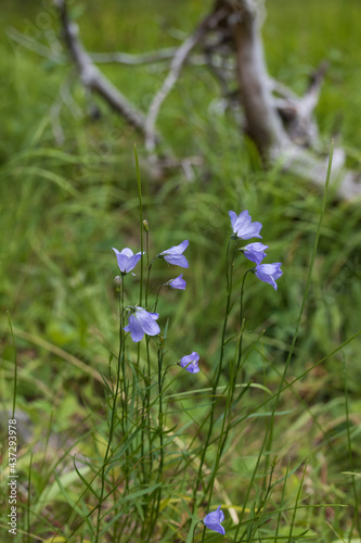 Harebell wildflowers, close-up