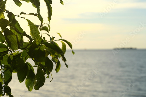 Leaves of a tree near the bay at sunset, cloudy sky