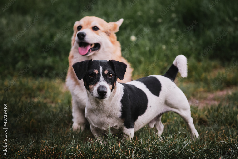 Welsh corgi Pembroke and black and white Jack Russell Terrier walk in clearing. Walk in park with two purebred dogs. Corgi is sitting and Jack Russell is standing next to him.