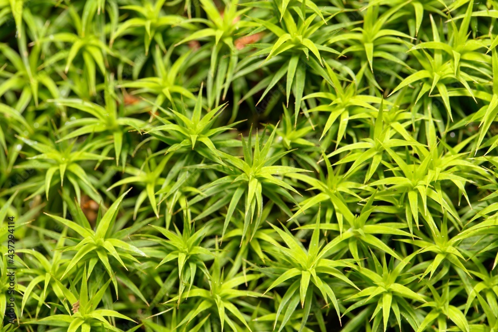 Leaves of the moss Polytrichum formosum