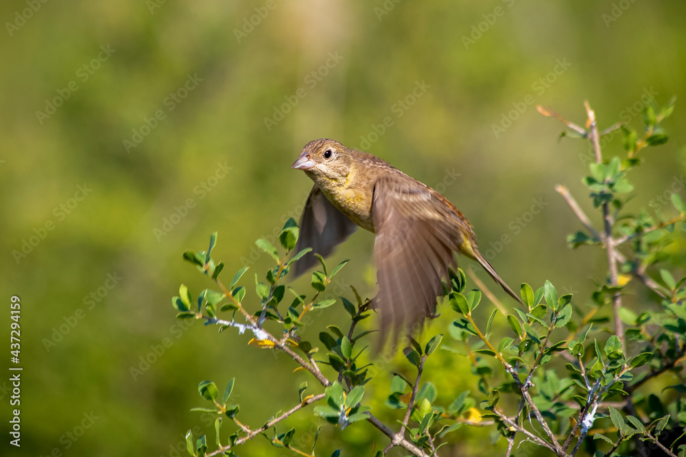 Gray bunting (Emberiza cineracea) is a songbird species belonging to the bunting family (Emberizidae). Today, it is classified in the finch family by some researchers. Gray bunting (Emberiza cineracea) is a songbird species belonging to the bunting family (Emberizidae). Today, it is classified in the finch family by some researchers.