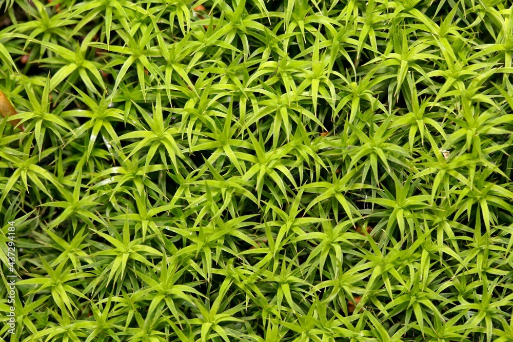 Leaves of the moss Polytrichum formosum Leaves of the moss Polytrichum formosum