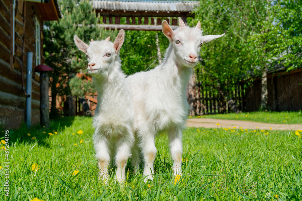 Obraz premium Two cute little white goat. Summer pet on the farm.