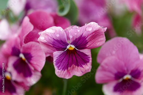 Macro shot of a purple orchid 