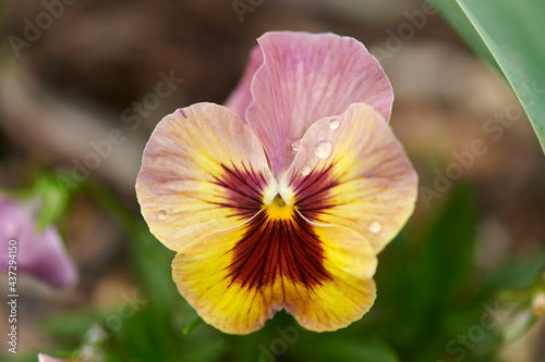 Macro shot of a yellow and red orchid 