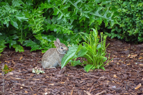 Wild baby rabbit eating leaf from a young plant.