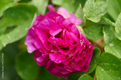 Macro shot of a pink carnation flower 