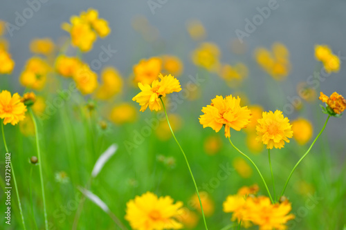 初夏に咲く黄色くて丸い花　特定外来才物のオオキンケイギク © ritsuki