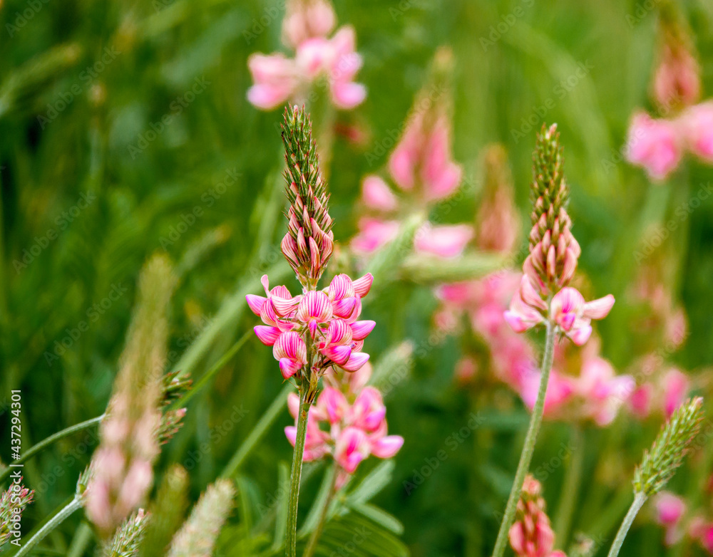 Fototapeta premium Sainfoin (Onobrychis viciifolia) growing in the chalk grassland on Salisbury Plain military training area
