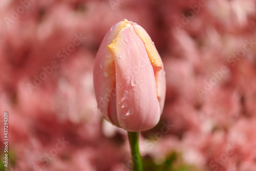 Macro shot of a pink flower 