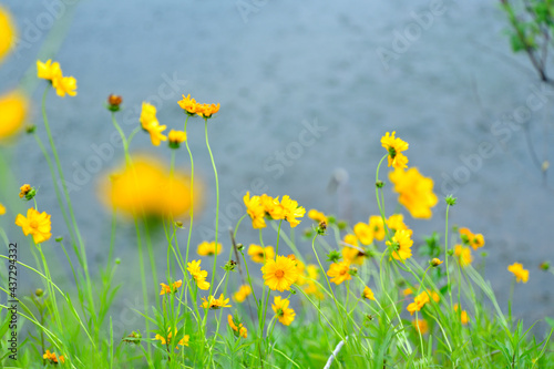 Fototapeta Naklejka Na Ścianę i Meble -  初夏に咲く黄色くて丸い花　特定外来才物のオオキンケイギク