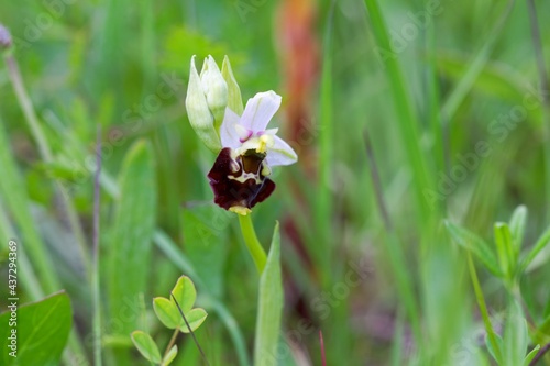 Late spider orchid, Ophrys holoserica photo