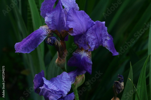 Blooming blue iris bud outdoors