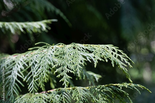 Branches of a Nootka ceder, Cupressus nootkatensis photo