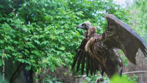 Obraz na plátně black vulture