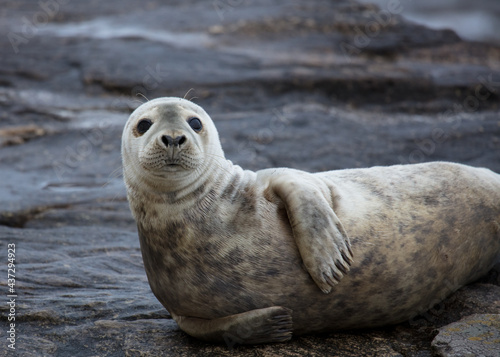Grey Seal on rocks on the coast of Northumberland, England, UK. © coxy58