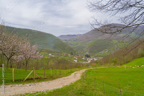 landscape in the spring