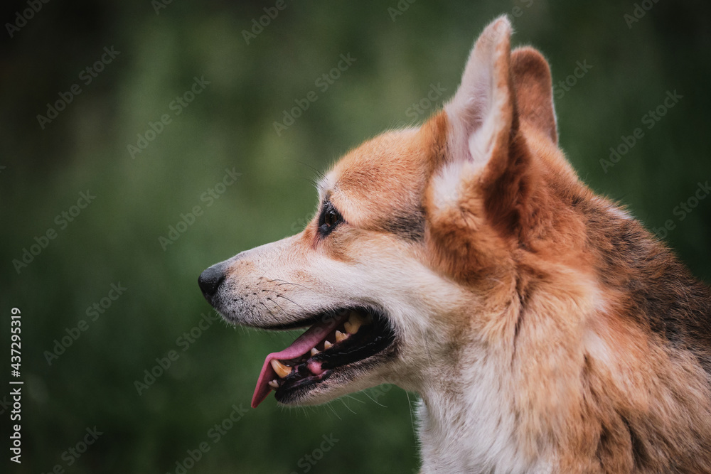 Walking with dog in nature. The worlds smallest shepherd dog. Welsh corgi Pembroke tricolor sits on background of green grass portrait in profile close up.