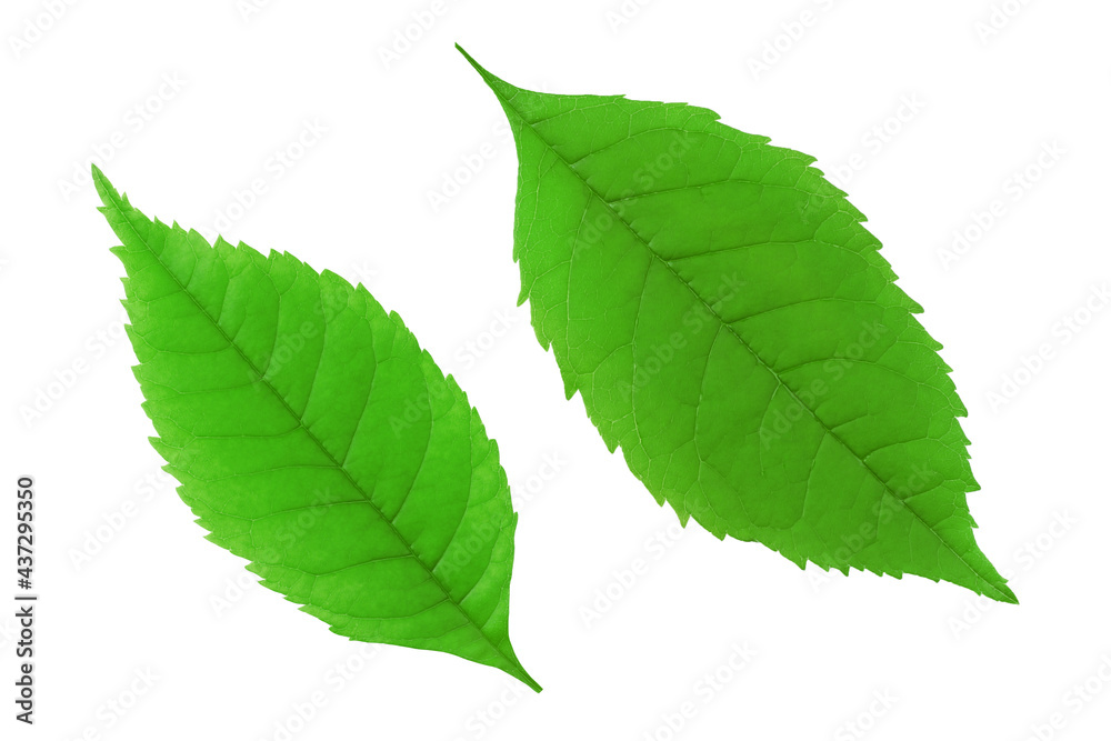 Green leaves isolated on a white background .Top view. Green leaves isolated on a white background .Top view.