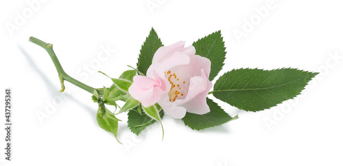 Wild rose flowers isolated on a white background