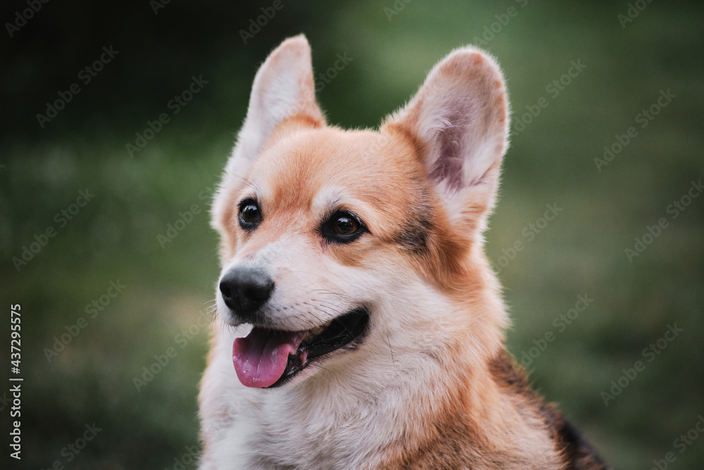 Portrait of Pembroke Welsh corgi close up on green blurred background. Desktop screensaver with a cute dog. The worlds smallest shepherd dog. Portrait of Pembroke Welsh corgi close up on green blurred background. Desktop screensaver with a cute dog. The worlds smallest shepherd dog.