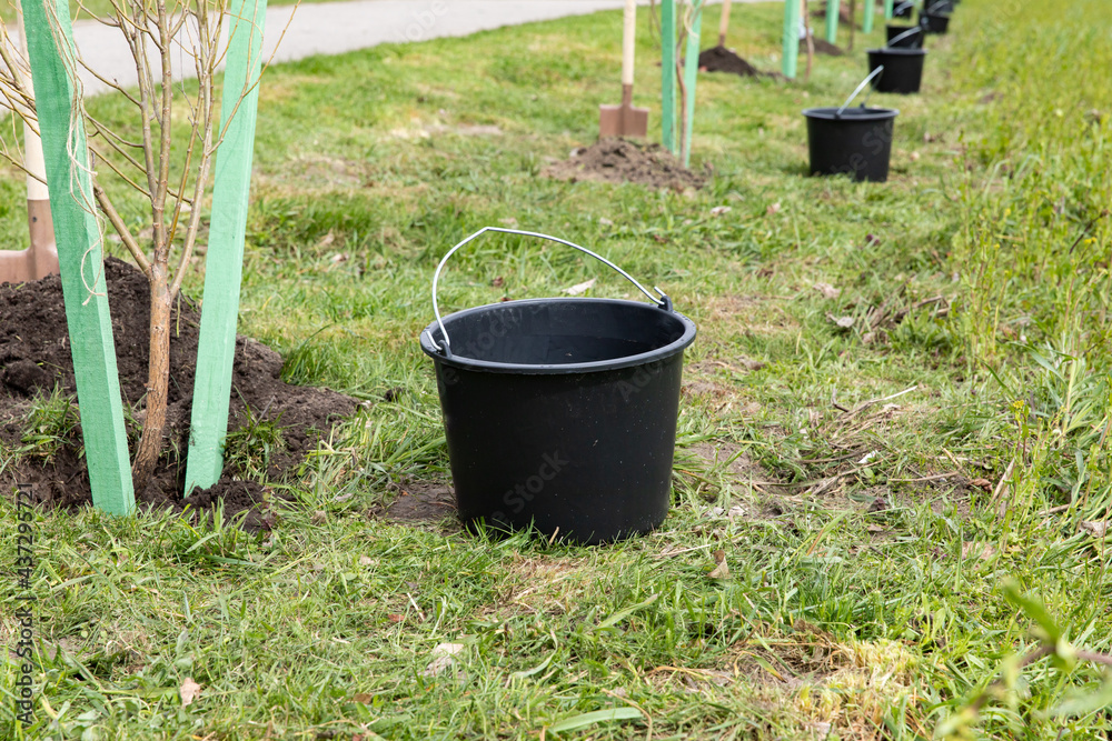 Preparing to plant trees in the park along the road. Young saplings of trees with a shovel and bucket. Landscaping. Environmental protection. Preparing to plant trees in the park along the road. Young saplings of trees with a shovel and bucket. Landscaping. Environmental protection.