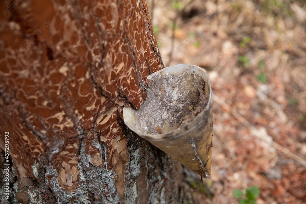 Obraz premium Collect from the coniferous pine tree in the forest resin resin using a funnel in the spring. Protection from bark beetles.
