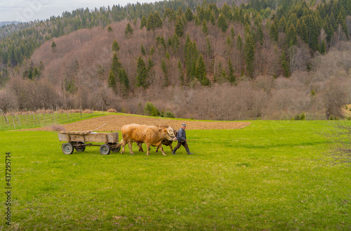 cows in the meadow
