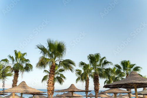 Photo of green palm trees and straw umbrellas. Rest by the sea.