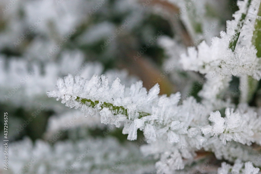 Frost on a plant in winter	
