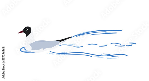 Black headed gull on water