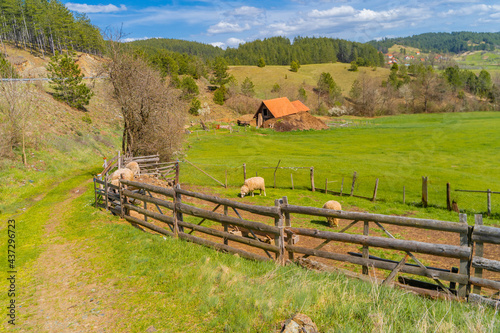 landscape with fence and sheeps