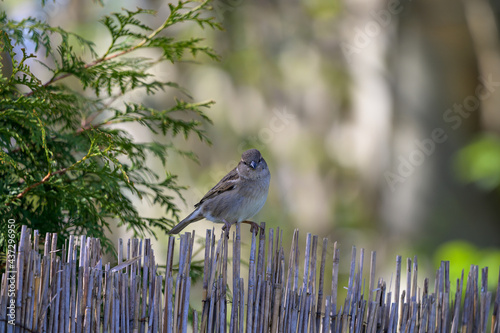 Vogel Grauschnäpper