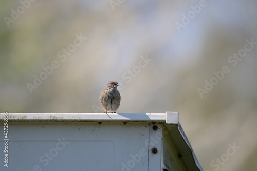 Kleiner junger Sperling