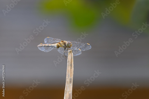 Schöne Libelle