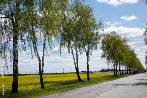 Beautiful green birch trees stand along the paved road on a sunny day.