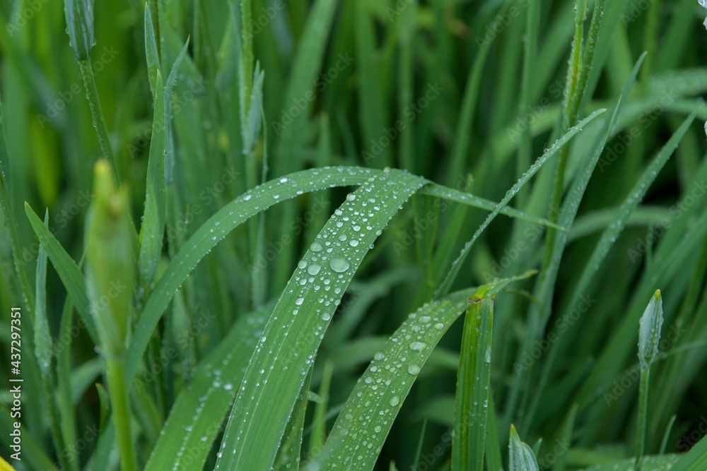 梅雨に咲くカラフルで綺麗な花