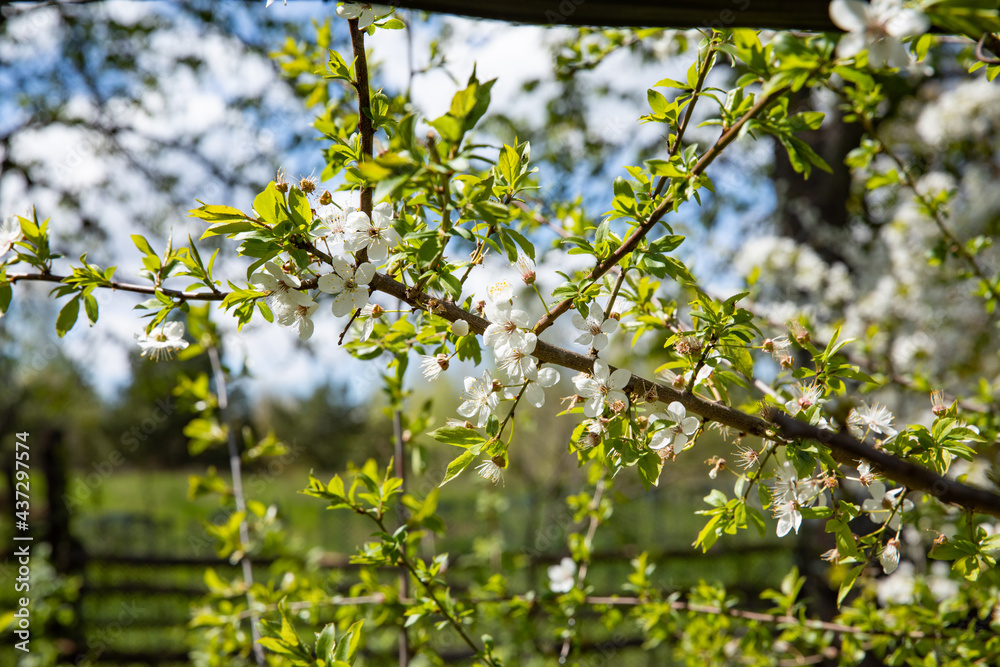 Beautiful blooming fruit tree branch in the garden in spring. Beautiful blooming fruit tree branch in the garden in spring.