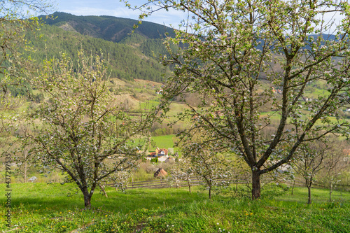 trees in the field