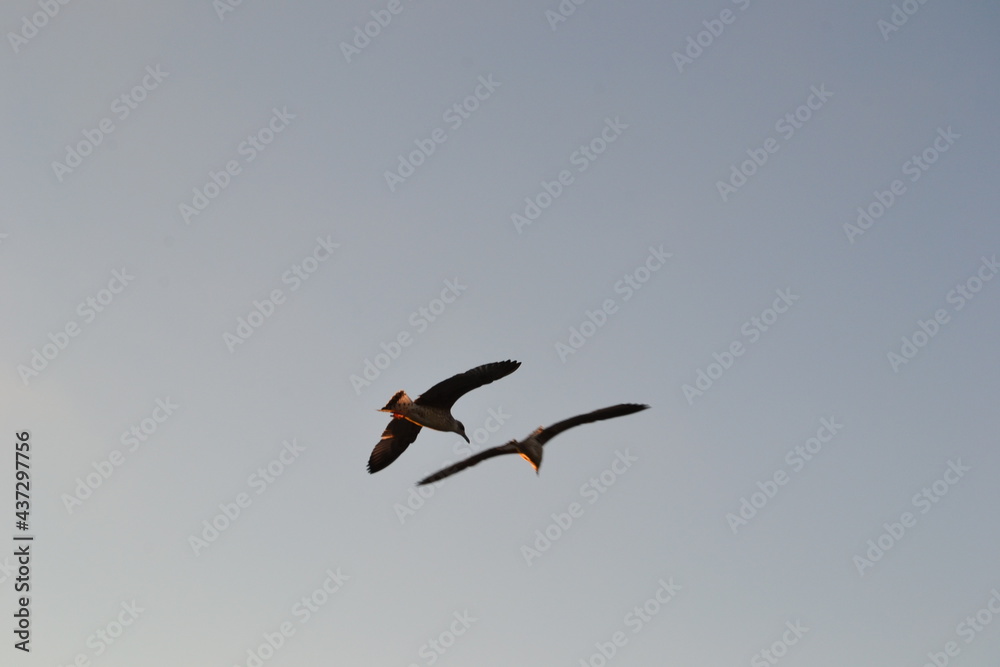 Two birds,silhouettes,flying in clear blue sky during sunset. Two birds,silhouettes,flying in clear blue sky during sunset.
